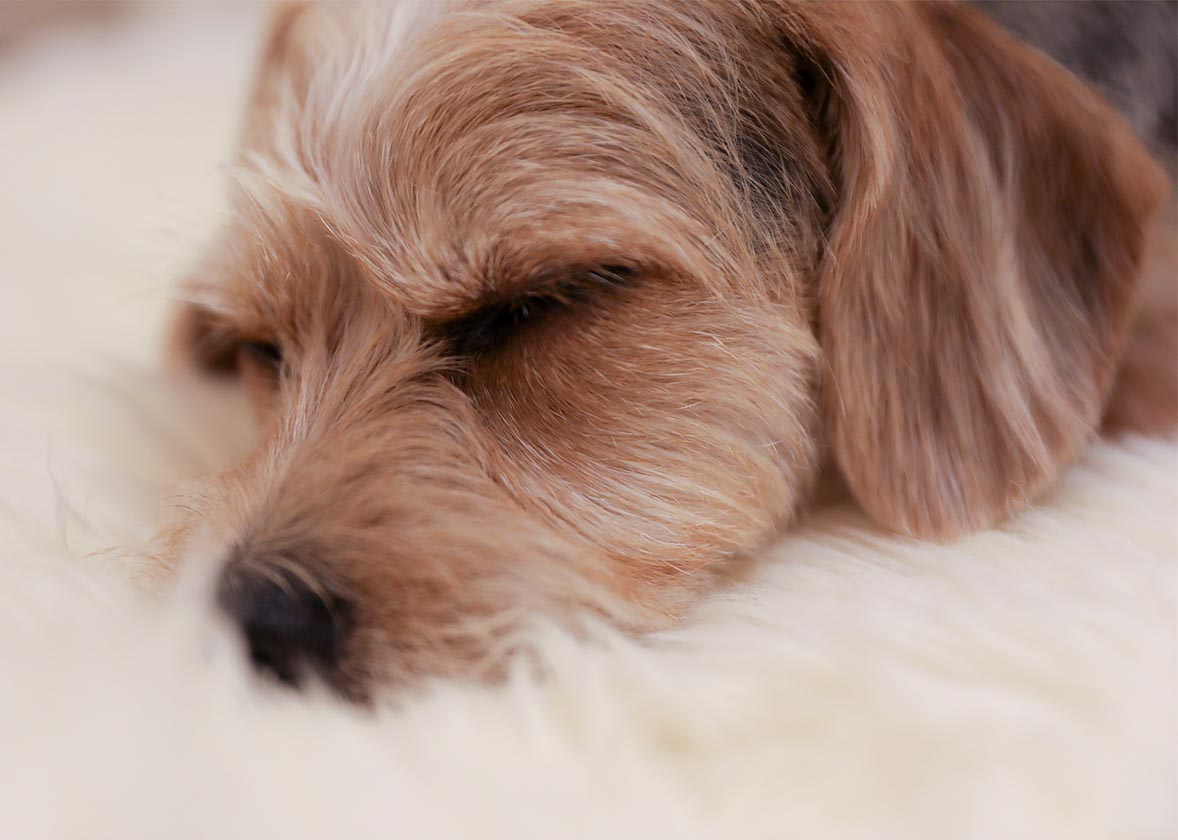 can i use the electric heating pad for my pet